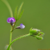돌콩(Glycine max (L.) Merr. subsp. soja (Siebold & Zucc.) H.Ohashi) : 고들빼기
