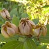 참식나무(Neolitsea sericea (Blume) Koidz.) : 봄까치꽃
