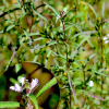 가는잎산들깨(Mosla chinensis Maxim.) : 산들꽃