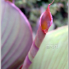 홍초(Canna × generalis L.H.Bailey) : 산들꽃