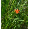 날개하늘나리(Lilium pensylvanicum Ker Gawl.) : habal