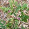 둥근매듭풀(Kummerowia stipulacea (Maxim.) Makino) : 통통배