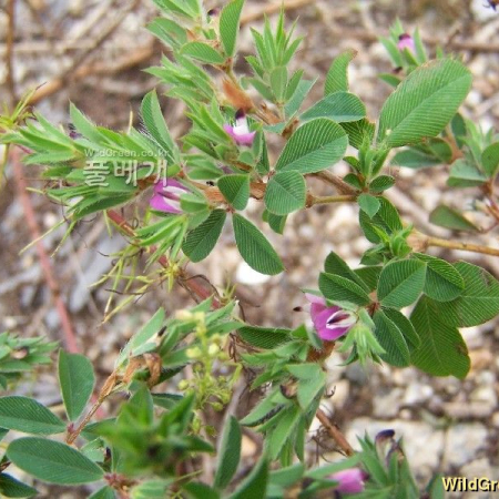둥근매듭풀(Kummerowia stipulacea (Maxim.) Makino) : 들국화