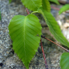 거제수나무(Betula costata Trautv.) : habal