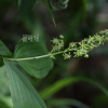 자주솜대(Maianthemum bicolor (Nakai) Cubey) : 여로