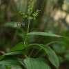 자주솜대(Maianthemum bicolor (Nakai) Cubey) : 여로
