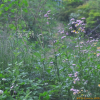 망초(Erigeron canadensis L.) : 설뫼