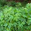 단풍잎돼지풀(Ambrosia trifida L.) : 설뫼*