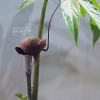 무늬천남성(Arisaema thunbergii Blume) : 통통배