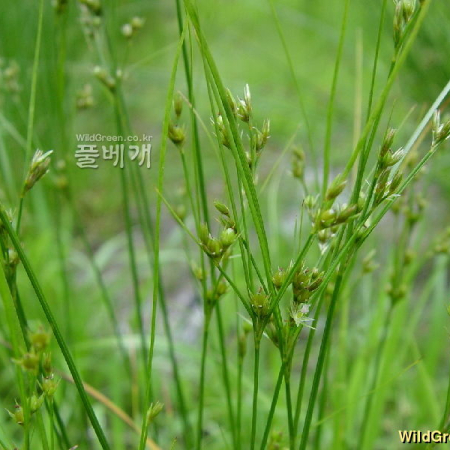 길골풀(Juncus tenuis Willd.) : 별꽃