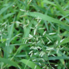 좀새그령(Eragrostis minor Host) : 추풍