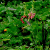 꽃담배(Nicotiana sanderae Sander) : 별꽃