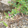 둥근매듭풀(Kummerowia stipulacea (Maxim.) Makino) : 통통배