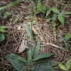 천일담배풀(Carpesium glossophyllum Maxim.) : 카르마