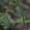천일담배풀(Carpesium glossophyllum Maxim.) : 카르마