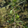 좀개갓냉이(Rorippa cantoniensis (Lour.) Ohwi) : 고들빼기
