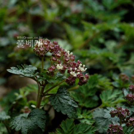 나도물통이(Nanocnide japonica Blume) : 河志