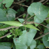 큰조롱(Cynanchum wilfordii (Maxim.) Maxim. ex Hook.f.) : 산들꽃