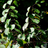 시베리아살구(Prunus sibirica L.) : 무심거사