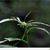두메담배풀(Carpesium triste Maxim.) : 산들꽃