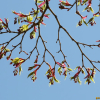 단풍나무(Acer palmatum Thunb. ex Murray) : 벼루