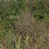 갈대(Phragmites australis (Cav.) Trin. ex Steud.) : 현촌