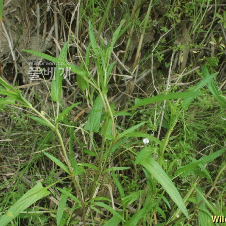 선제비꽃(Viola raddeana Regel) : kplant1