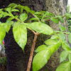 점박이천남성(Arisaema serratum (Thunb.) Schott) : 통통배