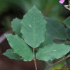 꽃싸리(Campylotropis macrocarpa (Bunge) Rehder) : 산들꽃