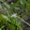 유럽개미자리(Spergularia rubra J.Presl & C.Presl) : 산들꽃