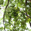 버즘나무(Platanus orientalis L.) : 카르마