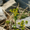 유럽나도냉이(Barbarea vulgaris W.T.Aiton) : 설뫼*