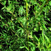 죽순대(Phyllostachys pubescens Mazel ex Lehaie) : 봄까치꽃