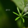 갈퀴덩굴(Galium spurium L. var. echinospermum (Wallr.) Desp.) : 꽃마리