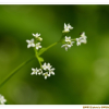 갈퀴덩굴(Galium spurium L. var. echinospermum (Wallr.) Desp.) : 꽃마리