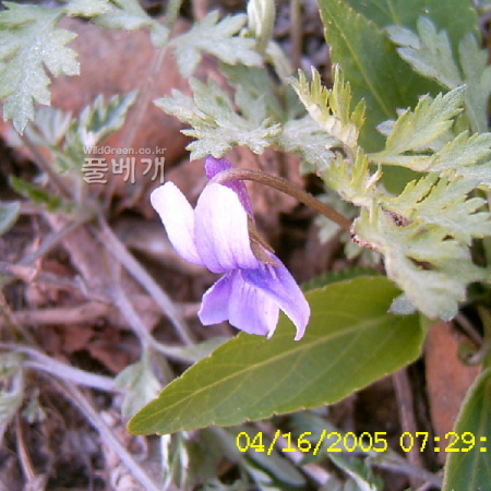 제비꽃(Viola mandshurica W.Becker) : 현촌