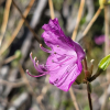 진달래(Rhododendron mucronulatum Turcz.) : 현촌