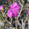 진달래(Rhododendron mucronulatum Turcz.) : 현촌