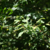 풍게나무(Celtis jessoensis Koidz.) : 봄까치꽃