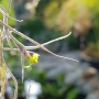 수염틸란드시아 : 산들꽃