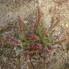 긴잎끈끈이주걱(Drosera anglica Huds.) : 박용석