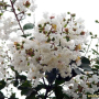 흰배롱나무 : 별꽃
