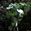 방기(Sinomenium acutum (Thunb.) Rehder & E.H.Wilson) : 오솔