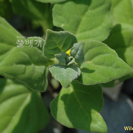 번행초(Tetragonia tetragonioides (Pall.) Kuntze) : 청풍