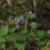 유럽광대나물(Lamium purpureum L. var. hybridum (Vill.) Vill.) : 산들꽃