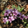제비꽃(Viola mandshurica W.Becker) : 벼루