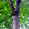 박달나무(Betula schmidtii Regel) : 무심거사