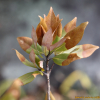 육박나무(Actinodaphne lancifolia (Siebold & Zucc.) Meisn.) : 봄까치꽃