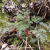 산괴불주머니(Corydalis speciosa Maxim.) : 산들꽃