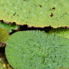 가시연꽃(Euryale ferox Salisb.) : 박용석